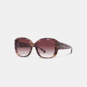 Női COACH® Signature Oversized Square Napszemüveg Lila | HUBHU695